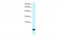 RPS16 antibody - N-terminal region